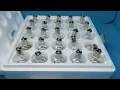 BA15D LED Lamp - Reliable Direct Replacement 24V25WGB887