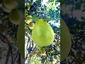Download Lagu Sweet Pomelo #short #viral #trending #sweetpomelo
