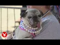 Pug crowned World s Ugliest Dog in hilarious 50th anniversary contest