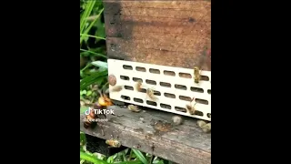 مهاجمه الدبور لخلايا النحل 