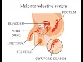 CPT code for Excision of Gland - simplify medical coding