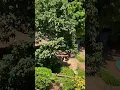 Download Lagu IT DOES NOT GET ANY GREENER,THIS IS LAVINGTON NAIROBI KENYA 😻