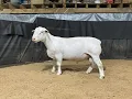 4555 Yearling Ram Online at Tays Realty Auction LLC