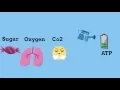 Cellular respiration steps