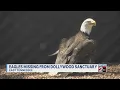 Eagles missing from Dollywood s sanctuary