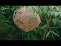 Honey Buzzards Feast on Deadly Hornets