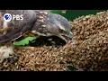 Download Lagu Honey Buzzards Feast on Deadly Hornets