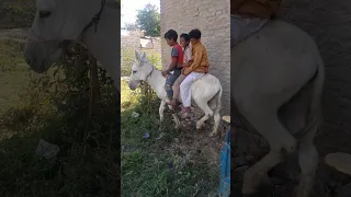 اصيع حمار فى مصر 