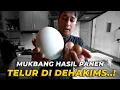 Download Lagu MUKBANG TELUR-TELUR YANG ADA DI DEHAKIMS..!