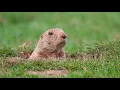 PETA calling for weather reveal cake for Groundhog Day forecast