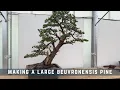 Download Lagu Making a Large Beuvronensis Pine Bonsai