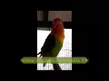 Download Lagu LOVE BIRD NGEKEK 1MENIT