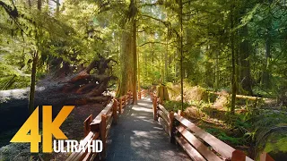 4K Virtual Hike Through Canadian Forest With Nature Sounds Incredible Nature Of British Columbia 