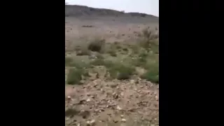 فووغل  حي ذا الصوت دندنها