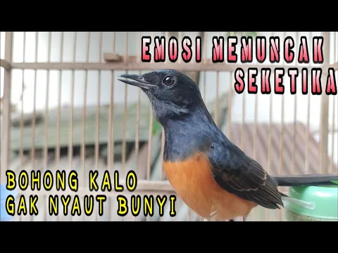 Download MP3 PASTI NYAUT‼️Murai Batu Betina Memanggil Jantan | TERAPI MURAI Kurang Gacor  !!