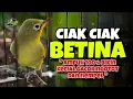 Download Lagu Ciak Ciak Kecial Kuning Betina Ampuh Bikin Kecial Gacorr dan Cepat Nempel‼️