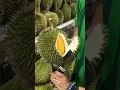 Download Lagu The Most Popular Durian Store in Malacca, Malaysia - Fruit Cutting Skills