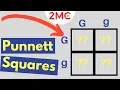 Punnett Square Basics Mendelian Genetic Crosses
