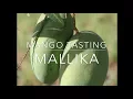 Download Lagu Florida Mango Tasting 2017 -Mallika - When to pick and how to ripen