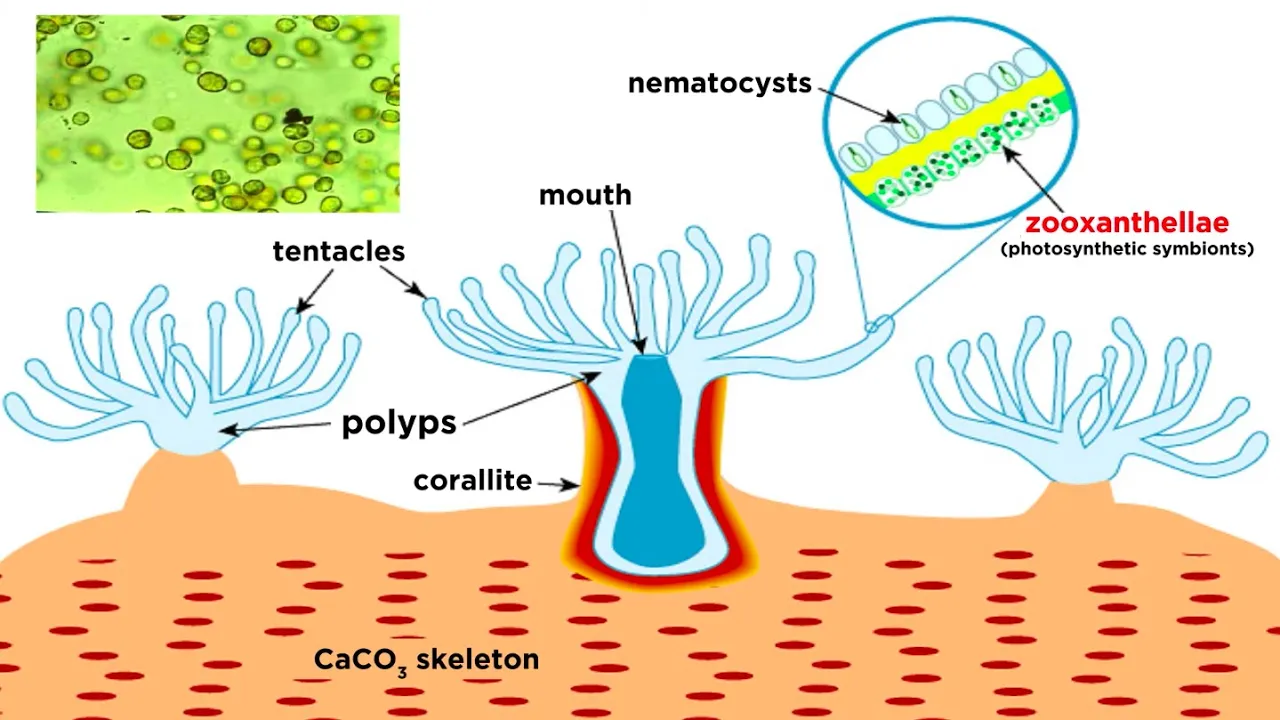 Coral Reefs Explained: Cnidaria Part 6 | Zoology