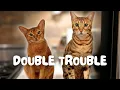 Are 2 cats REALLY better than 1 How our Bengal has changed since getting our Abyssinian