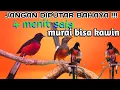 Lagu Pancingan murai kawin durasi pendek