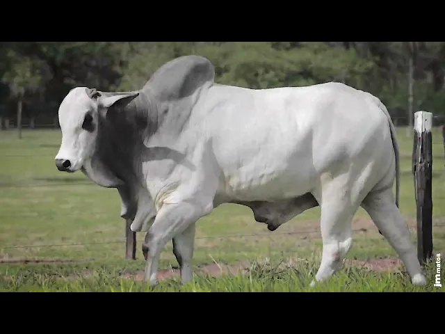 Touro Nelore AFOM - 4422