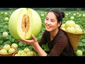 Download Lagu Harvesting 100kg of giant honeydew melons in the field and bring them to the market to sell