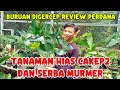 Download Lagu BURUAN DIGERCEP REVIEW PERDANA ‼️TANAMAN HIAS CAKEP2 DAN SERBA MURMER