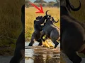 Download Lagu A mother gorilla saves her baby from a buffalo attack!#animals #wildlife #dog
