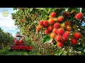 Lagu Hoe Thaise boeren op deze fantastische manier rambutan oogsten - Thailand Street Food