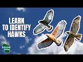 Hawk Identification Made Easy