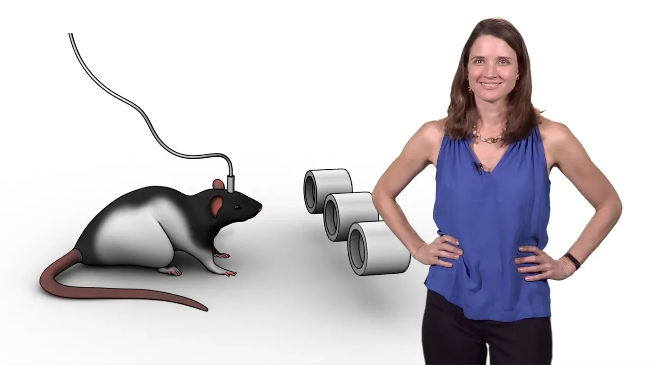 Anne Churchland (CSHL) 1: How do brains decide?