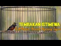 Download Lagu PANCINGAN KOLIBRI NINJA ISIAN MEWAH | KONIN GACOR FULL TEMBAKAN NYARING JERNIH TAJAM