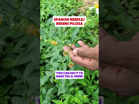 Do you know this plant that the bee loves? #naturalhealing