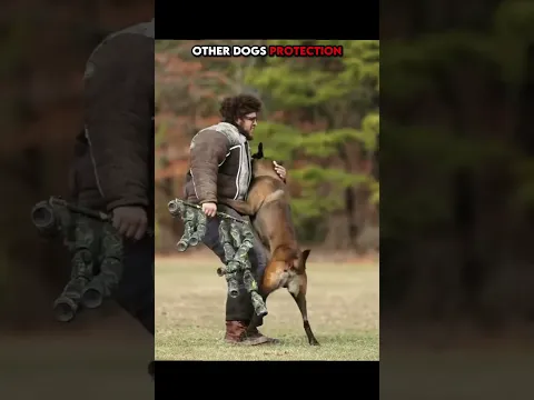 Insane Dogs Protecting..