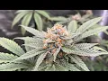 Indoor grow 2023 Humboldt All Gas OG flowering week 6 under Spider Farmer G3000