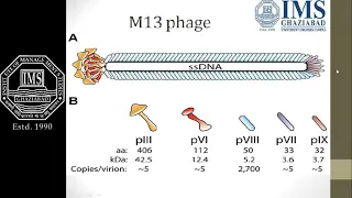 Download bacteriophage types MP3