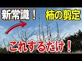 Lagu 【柿 徒長枝 剪定】失敗しない柿の剪定。どの枝を残すかが全てです！切り上げ剪定/自然栽培/道法スタイル