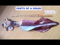 Parts of a Squid Internal Skeleton of a Squid Internal Shell
