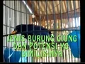 Download Lagu JENIS BURUNG CIUNG DAN BERBAGAI POTENSI YANG DIMILIKINYA