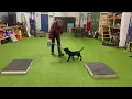 Finn s Retriever Training at 10 Weeks Old