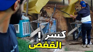 الاسد كسر القفص   لحضات مرعبة   دندنها