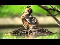 Download Lagu من أروع التلاوات لأحمد العجمي - سورة الحديد surah Al-hadid