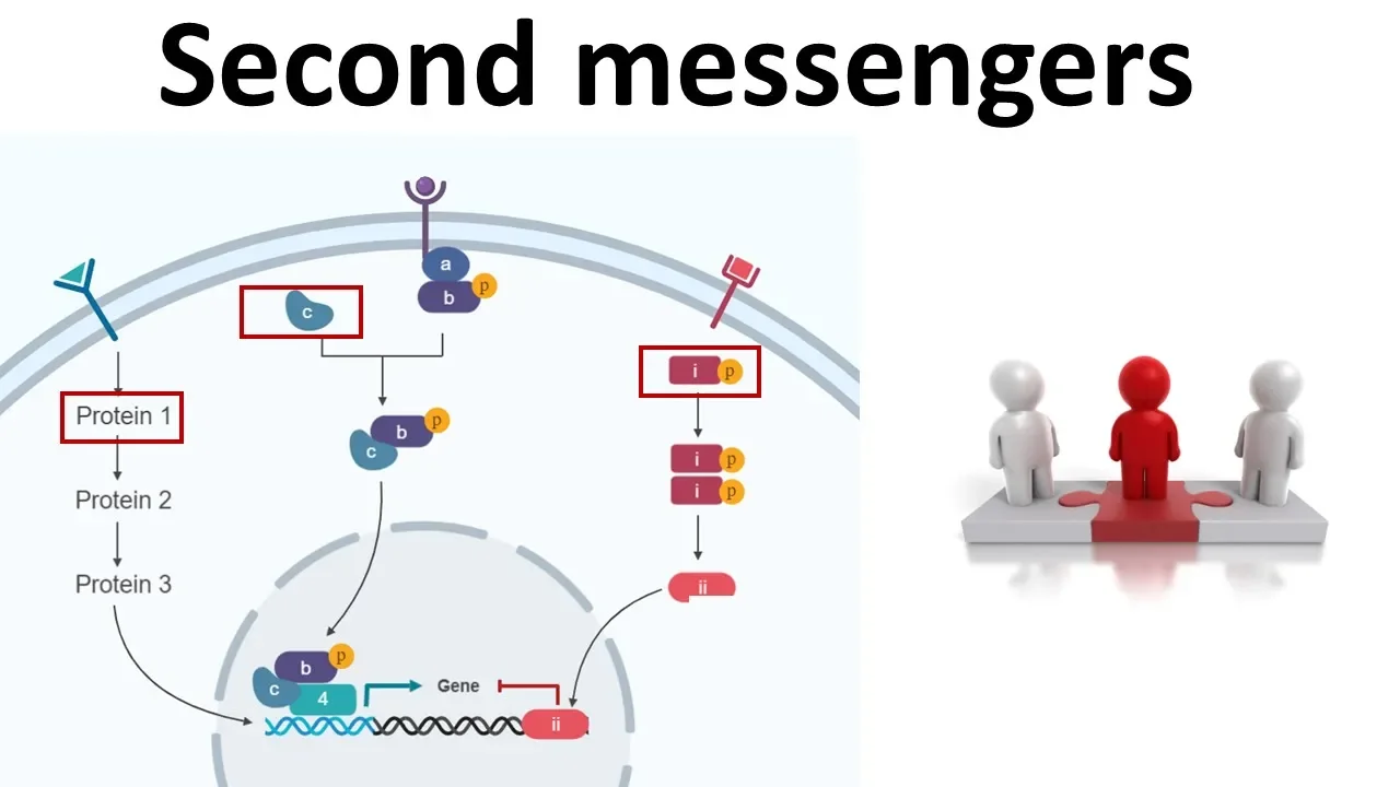 Second messengers: cAMP, cGMP, IP3 & DAG ,Calcium
