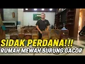 SIDAK PERDANA‼️ KOLEKSI BURUNG GACOR DI RUMAH MEWAH SUARANYA BIKIN MERINDING!