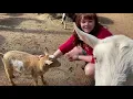 Virtual Petting Zoo Tour