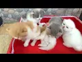 Download Lagu Baby kucing unyu2