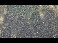 WEEDS top soil from Lowes