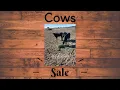 Cows for sale